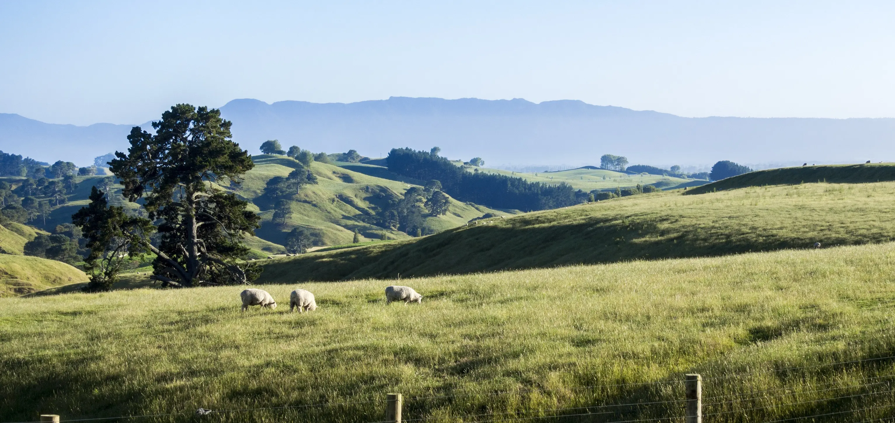 New Zealand